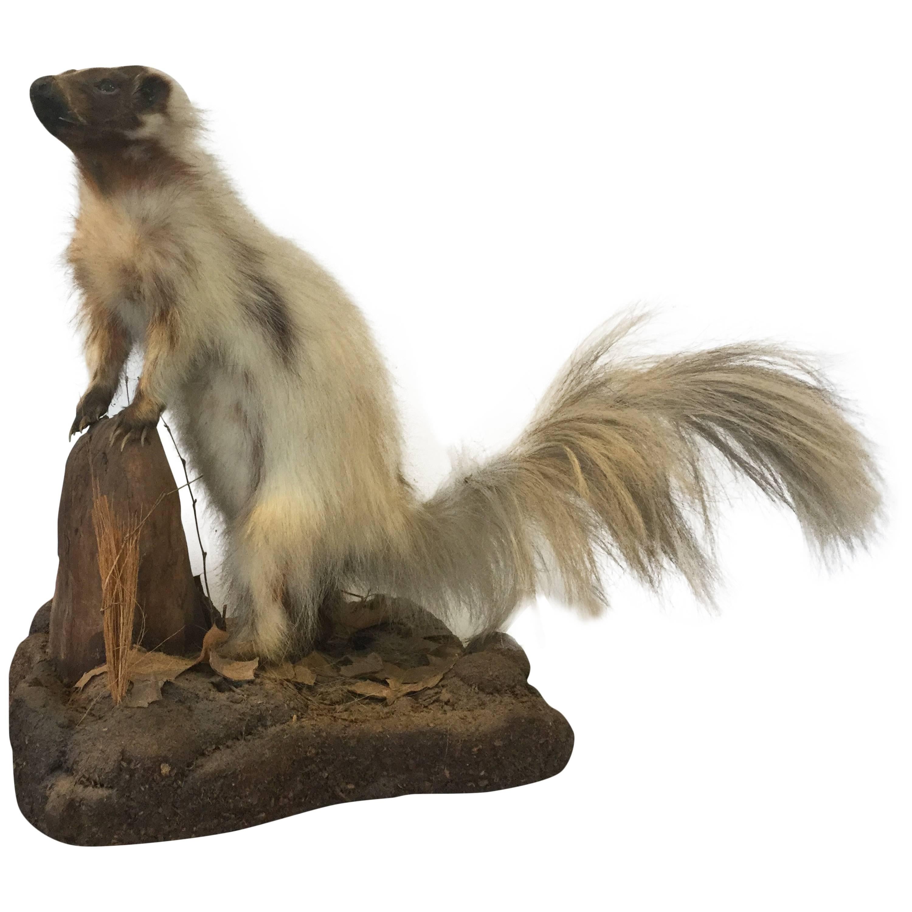 Early Taxidermy White Skunk Rare For Sale