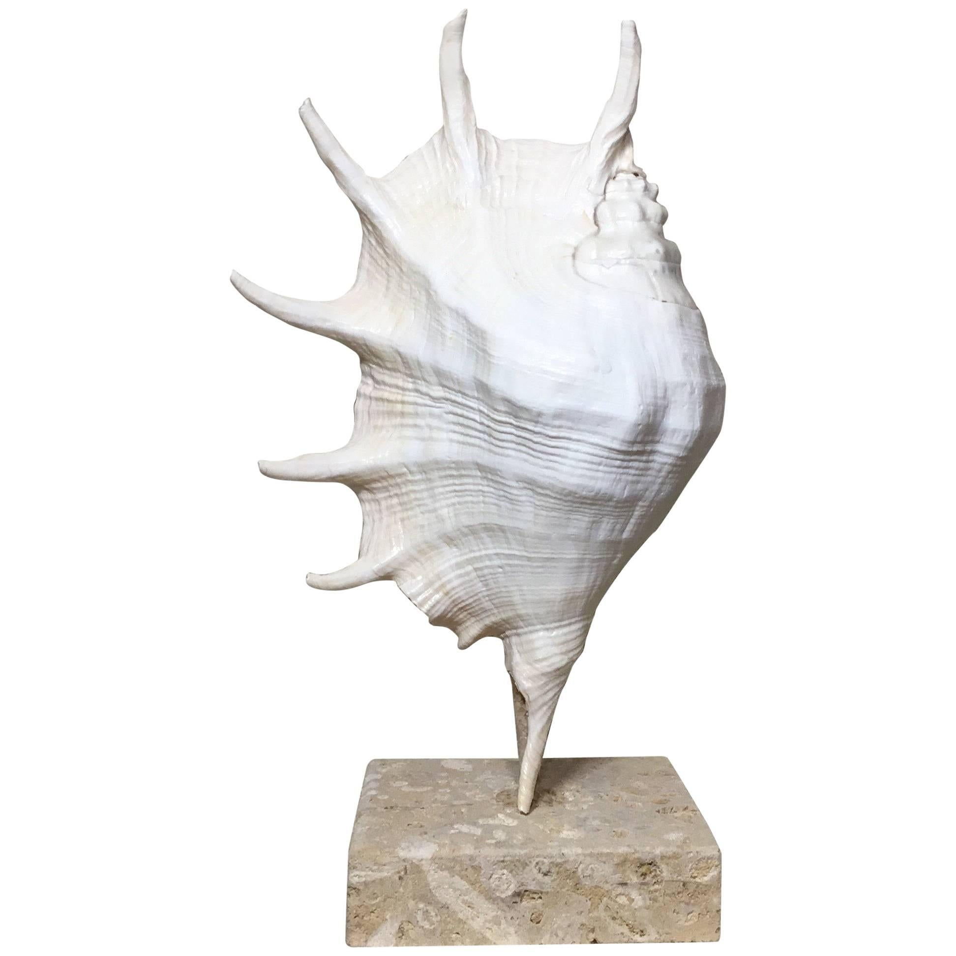 Mounted Natural Sea Shell