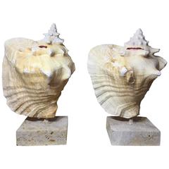 Pair of Mounted Conch Shells 6