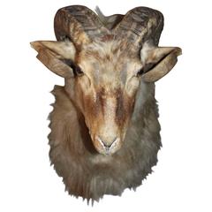 Taxidermy Ram's Head, European, 1950 4
