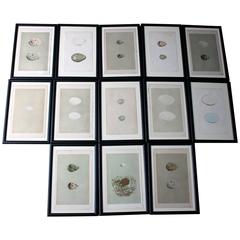 Group of 13 Lithograph/Woodblocks of British Birds’ Eggs, circa 1842-1856