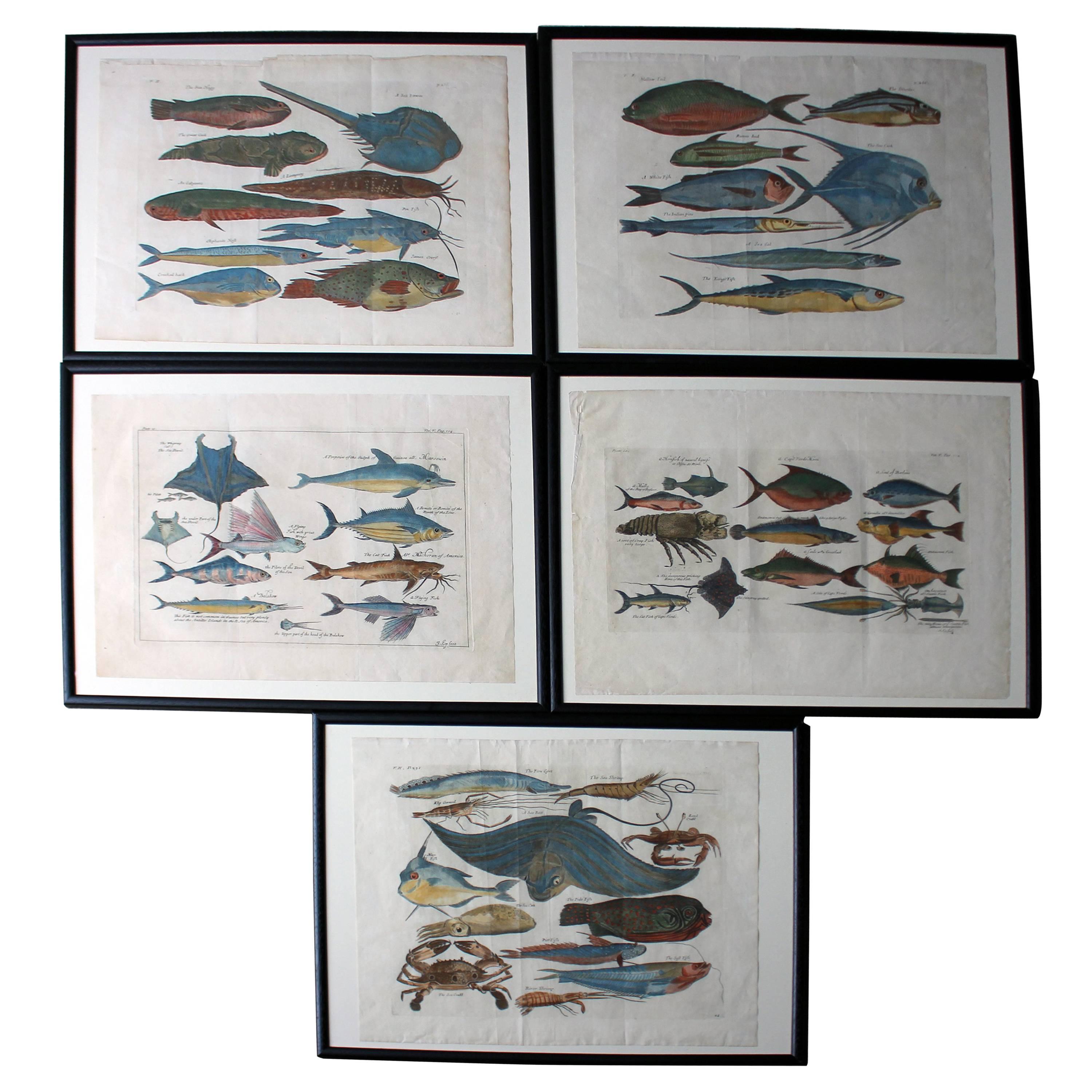 Hand-Colored Copper Plates of Fish from “a Collection of Voyages and Travels"