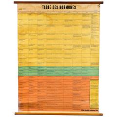 Swiss Chart with Table of Hormones in French, circa 1954