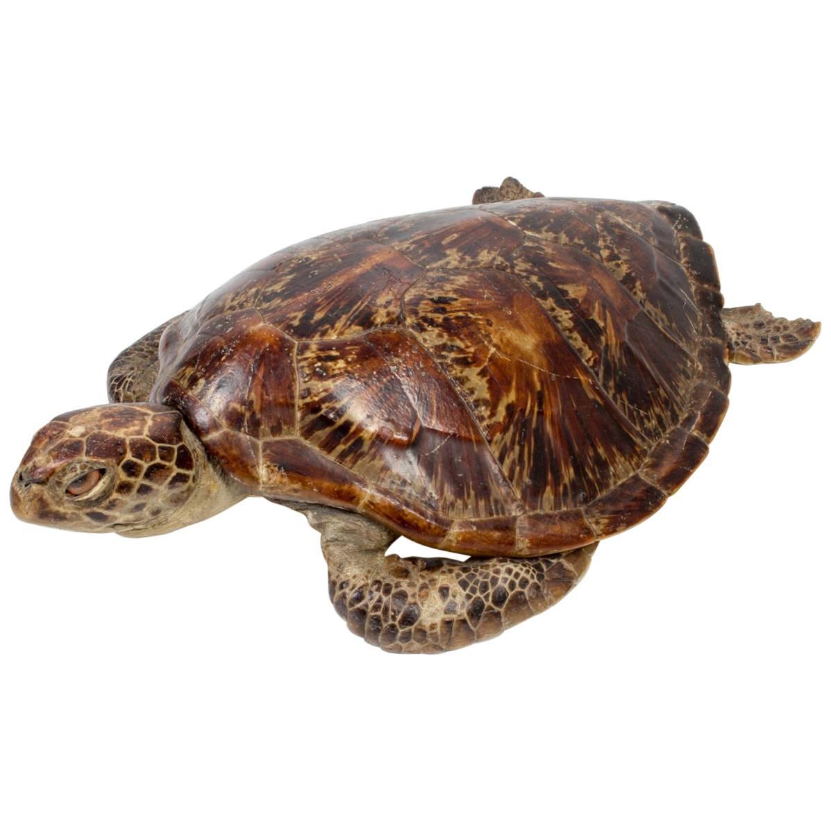 Tortue de mer taxidermique ancienne - carapace de tortue