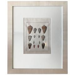 19th Century Engravings of Shells 1