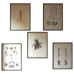 Five Regency Period Framed and Hand-Coloured Stipple Botanical Engravings