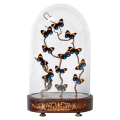 Retro Decorative Cloche with Butterfly Display
