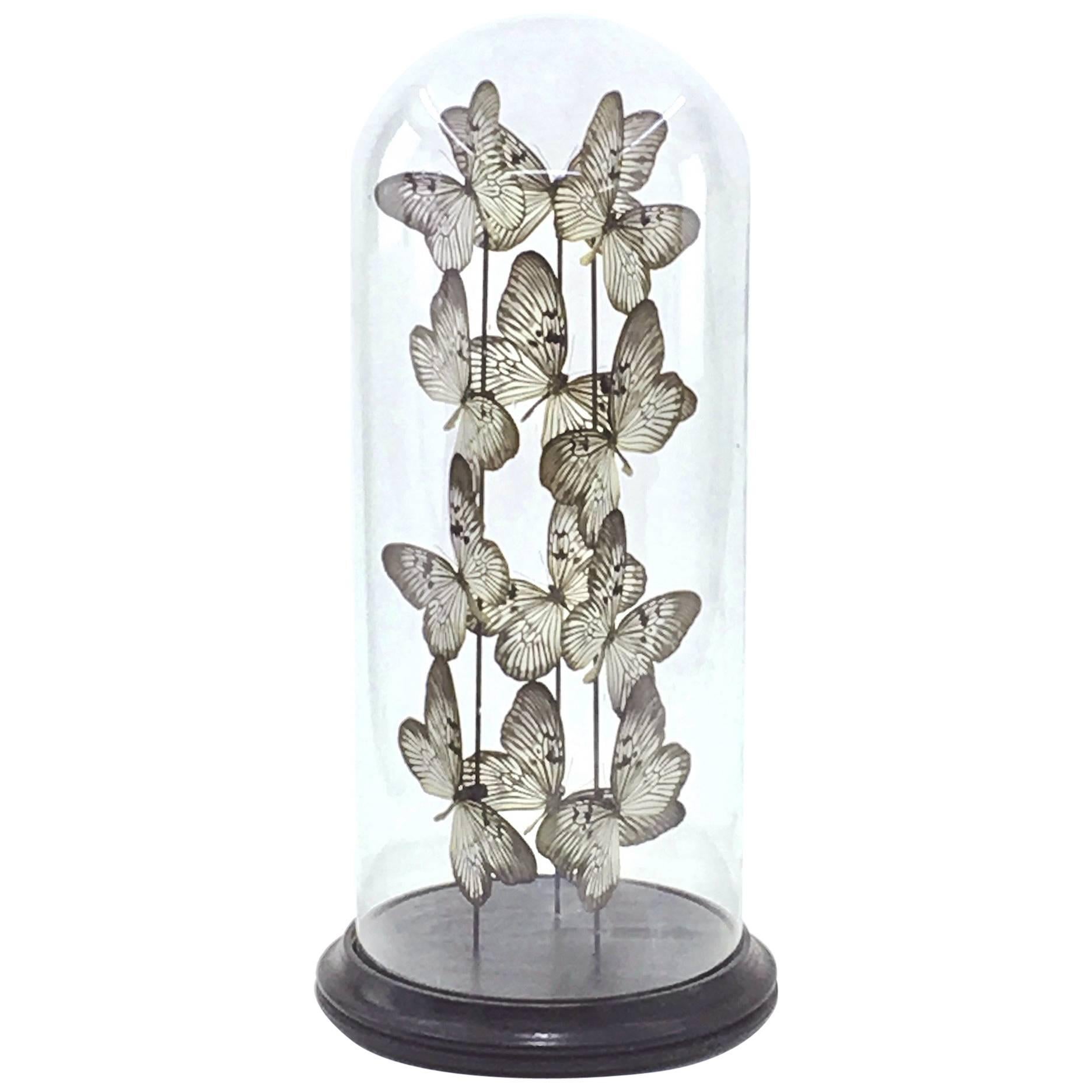 Butterflies Ulysses Flight Arranged under a Glass Globe Framework