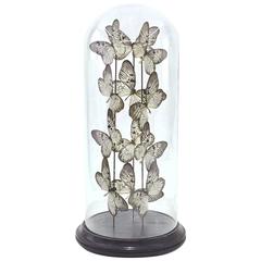 Butterflies Ulysses Flight Arranged under a Glass Globe Framework