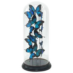 Butterflies Ulisses Flight Arranged under a Glass Globe Framework