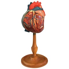 Retro 1940s Plaster Anatomical Heart Model on Wood Stand