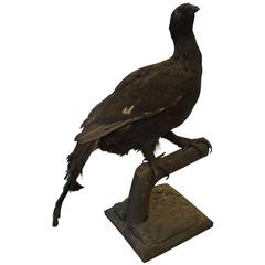 19th Century Taxidermy Rare Bird
