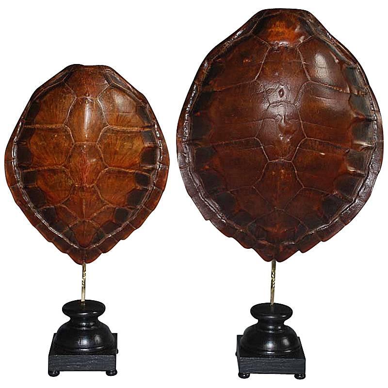Pair of 20th Century Sea Turtle Shells Shields on Stand