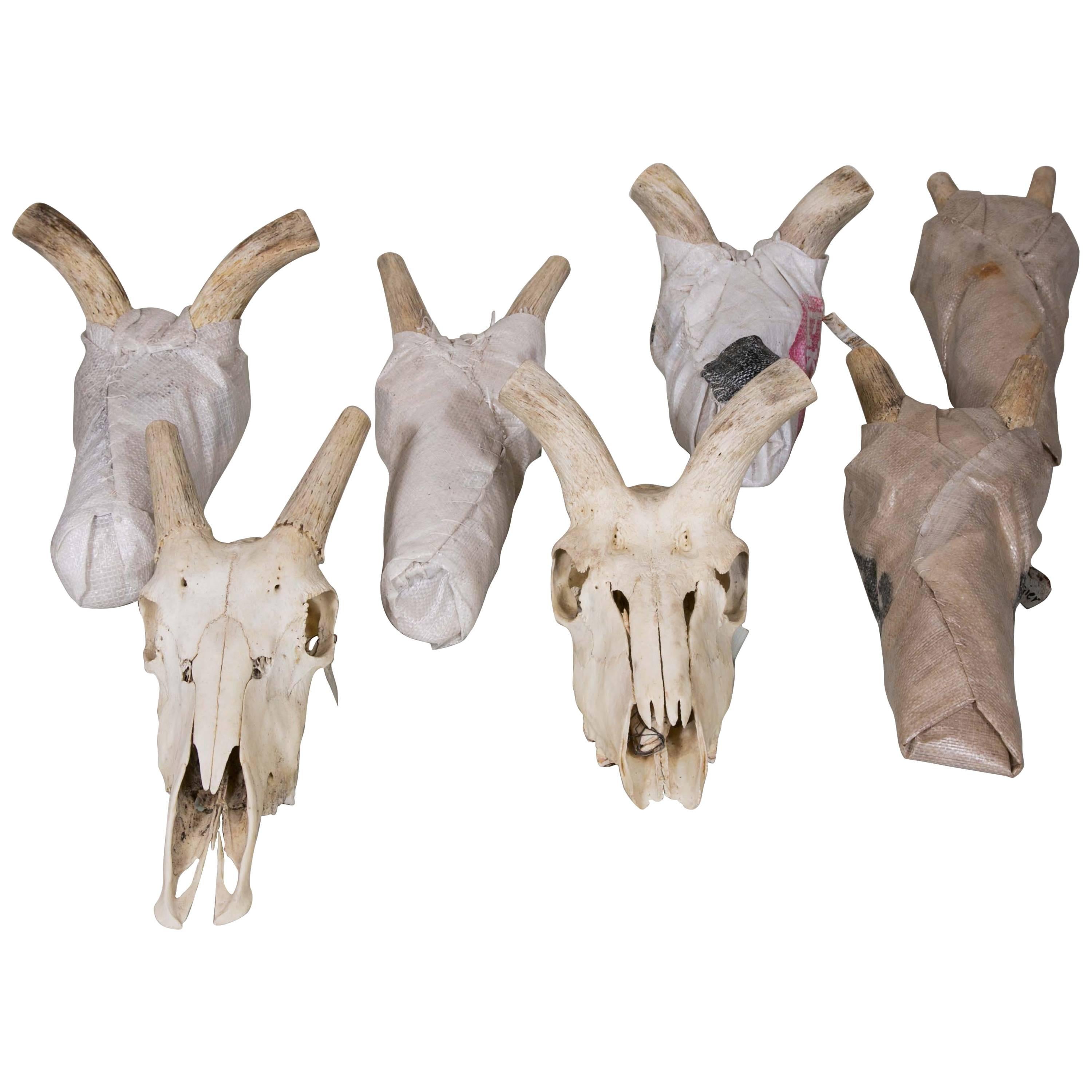 Seven Antique Animal Trophies