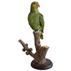 Taxidermy Orange Winged Amazon Parrot