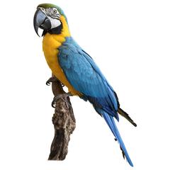 Taxidermy Blue and Gold Macaw Mounted on a Branch
