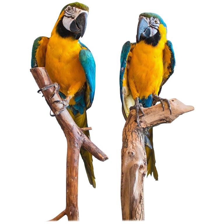 Taxidermy Full Size Polar Bear on Rock Mount at 1stdibs