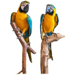 Taxidermy Blue and Gold Macaw Mounted on a Branch