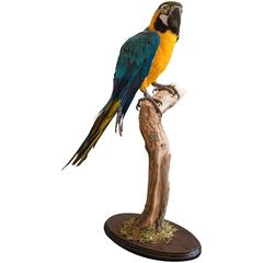 Taxidermy Blue and Gold Macaw Mounted on a Branch