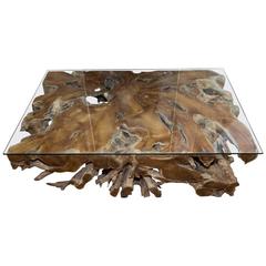 Fabulous Huge Natural Root Cocktail Table with Glass Top