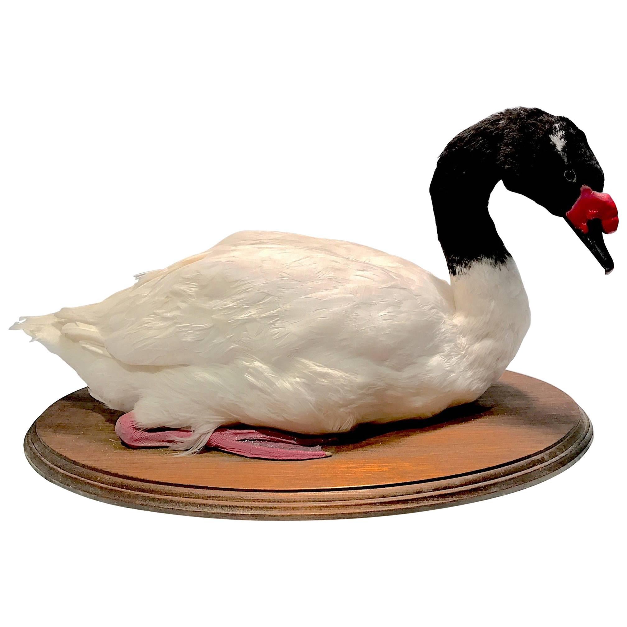 Taxidermy Black-Necked Swan