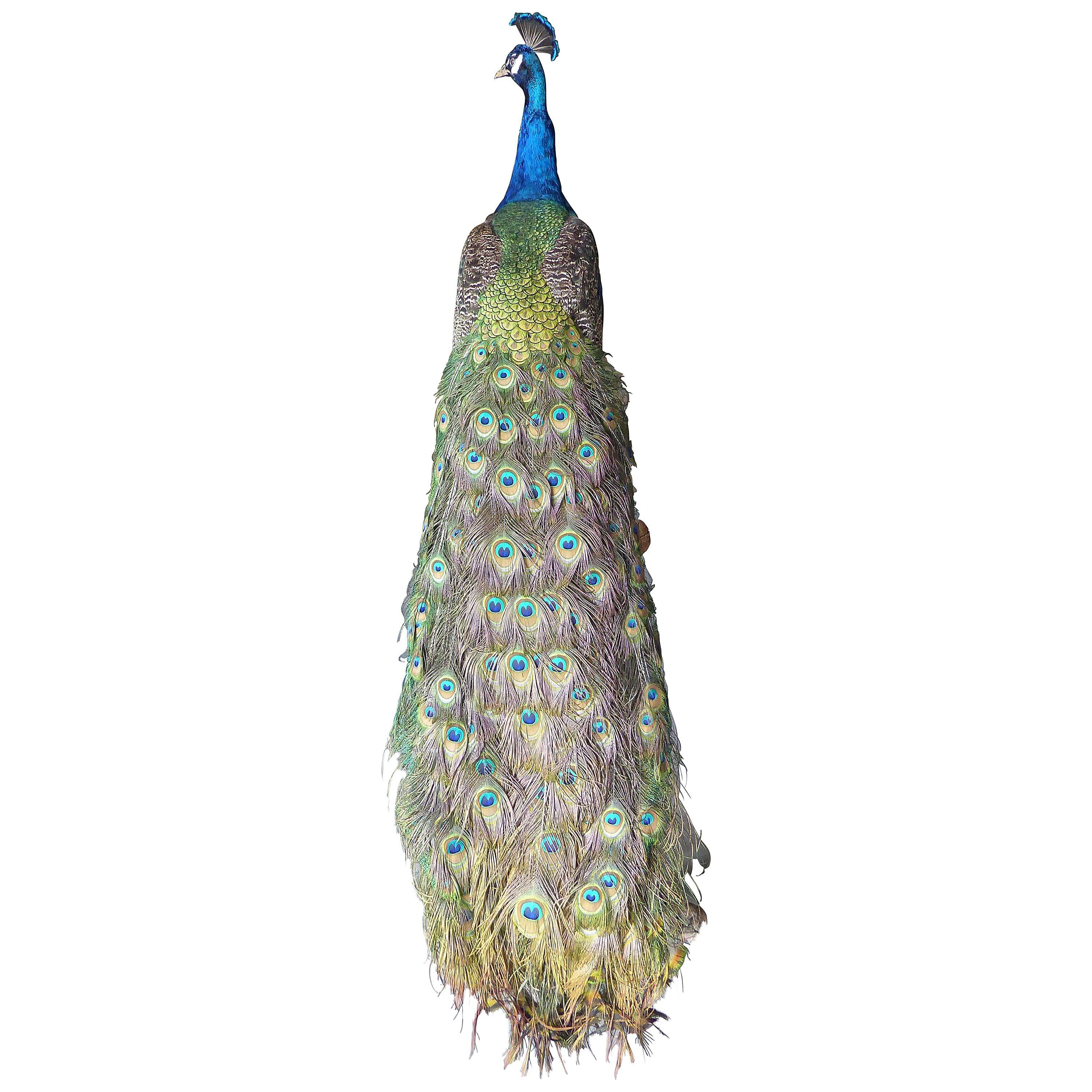 Spectacular Tall Vintage Taxidermy Peacock on Driftwood Stand For Sale