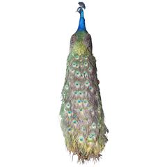 Spectacular Tall Vintage Taxidermy Peacock on Driftwood Stand