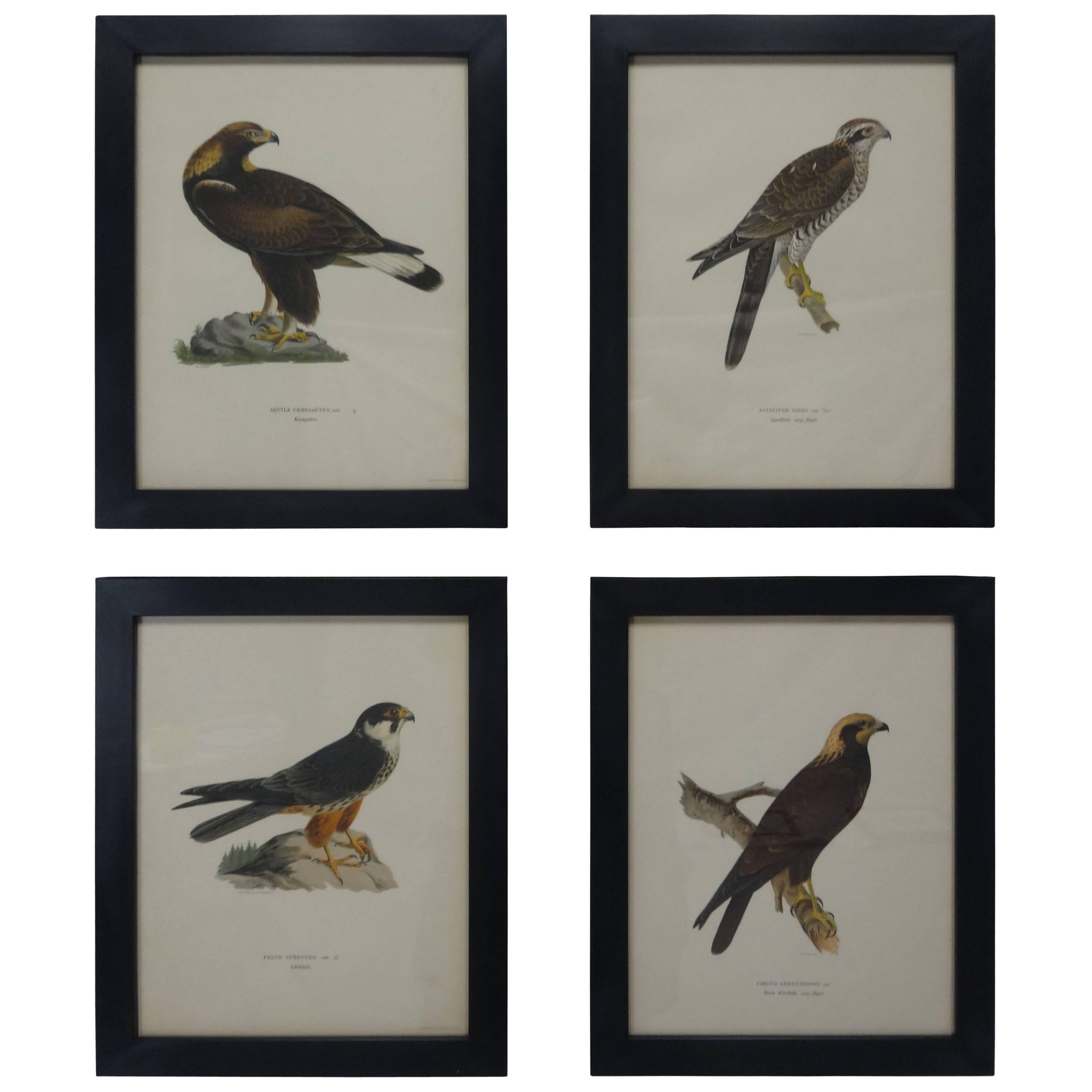 Swedish Birds of Prey Prints, circa 1929