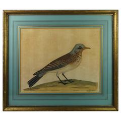 18th Century Ornithological Print Eleazar Albin Natural History of Birds, 1731 11