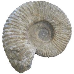 Large Ancient Ammonite Fossil