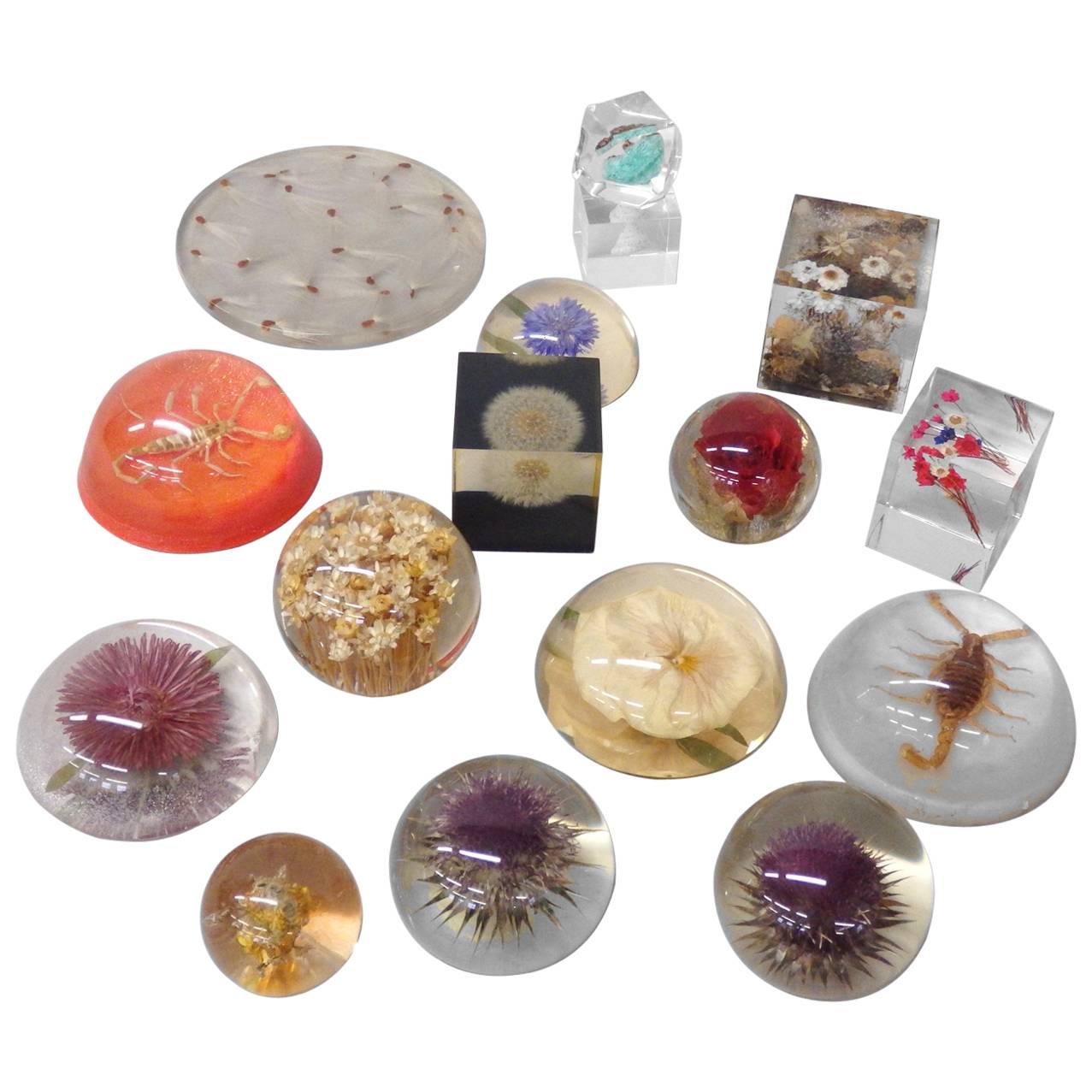 16-Piece Collection Resin Captured Flowers and Insects