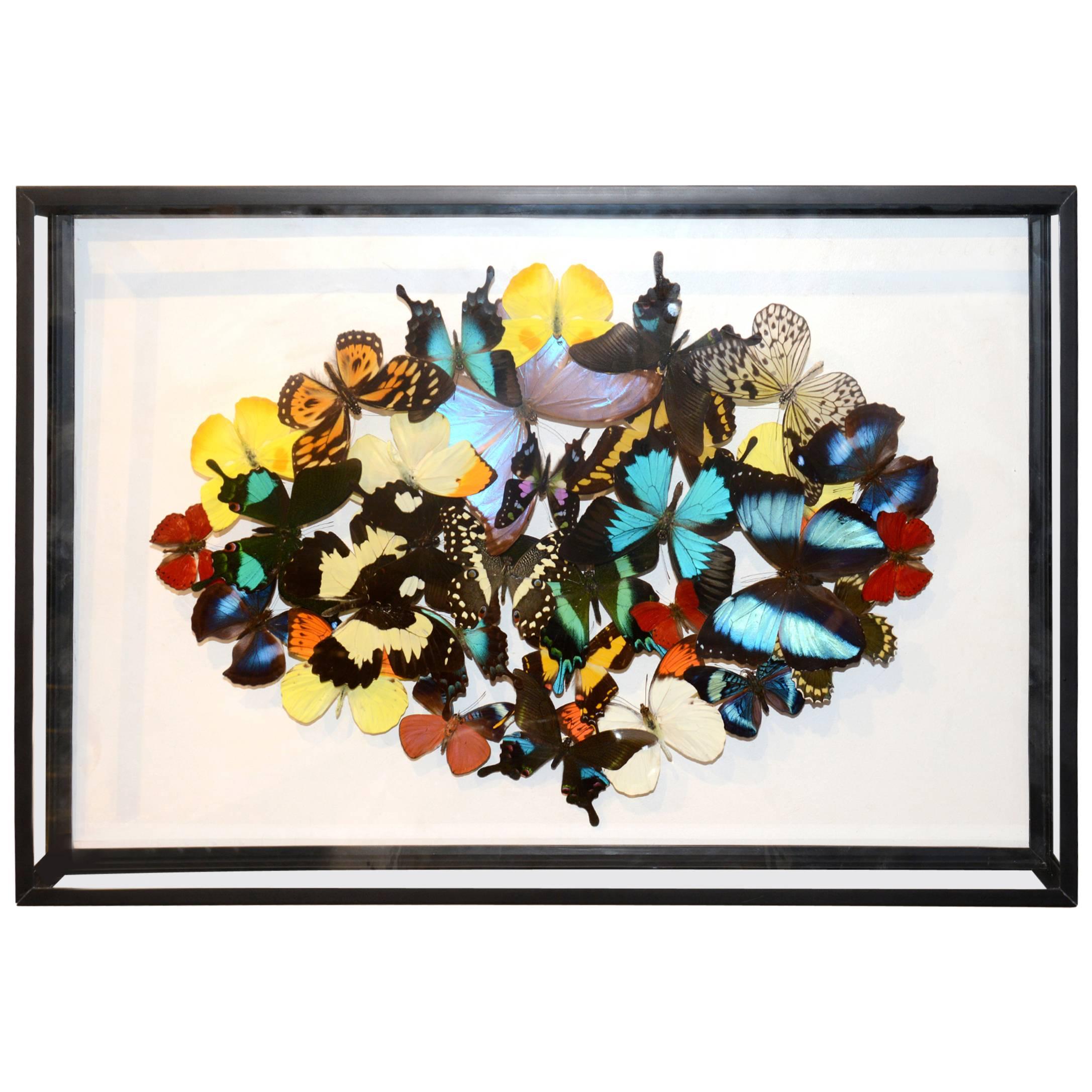 Multicolors Rare Butterflies under Rectangular Glass Frame
