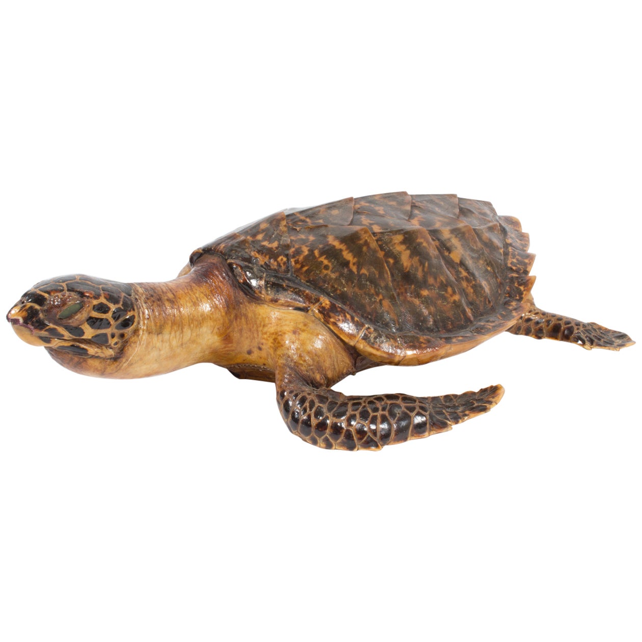 Carapace Taxidermy Common Musk Turtle Real Turtle Shell 2.5-4 inch Long 