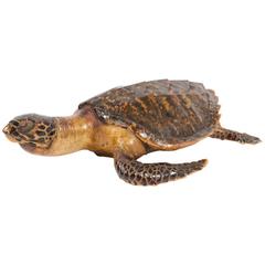 Antique Taxidermy Sea Turtle Tortoise Found in France