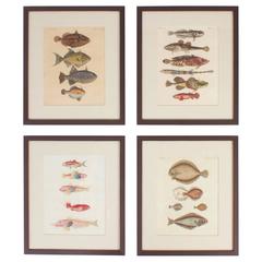 Set of Four Tropical Fish Engravings