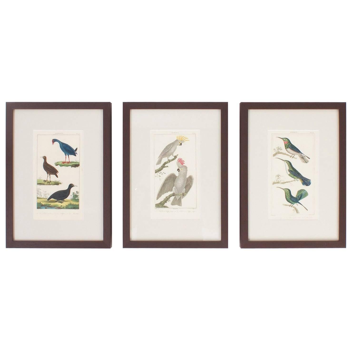 Rare Set of French Hand Colored Bird Engravings