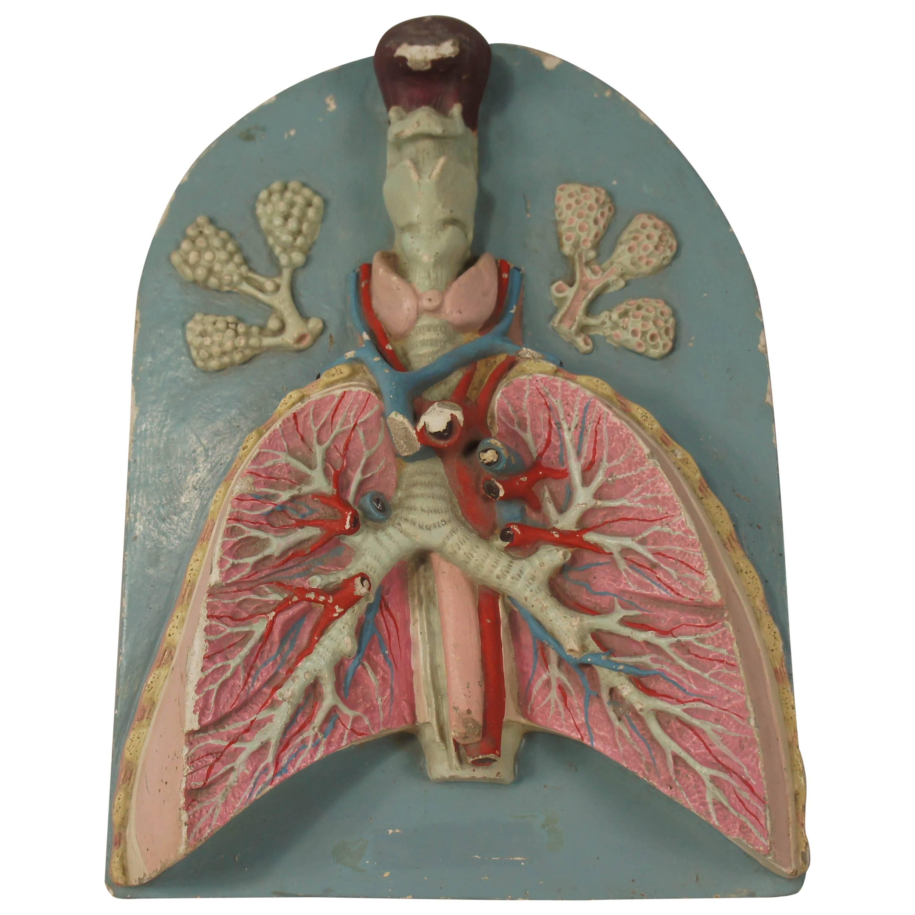 20th Century Painted Plaster Human Anatomy Model of Lungs
