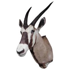 African Gemsbok "Oryx Gazella" Antelope Shoulder Mount, 20th Century 12