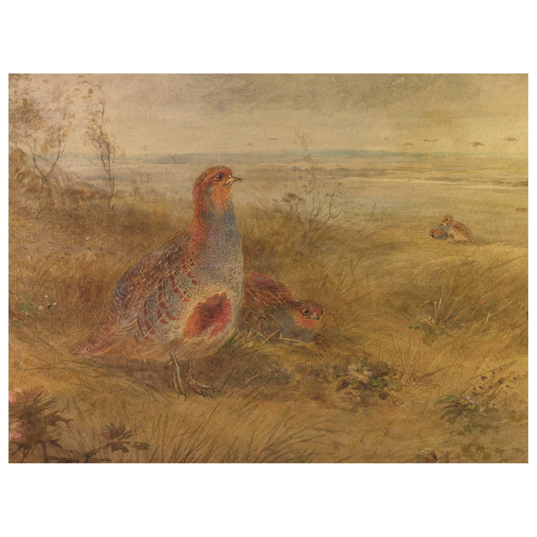 James Stinton (British 1870-1961) "Grey Partridge" Watercolor