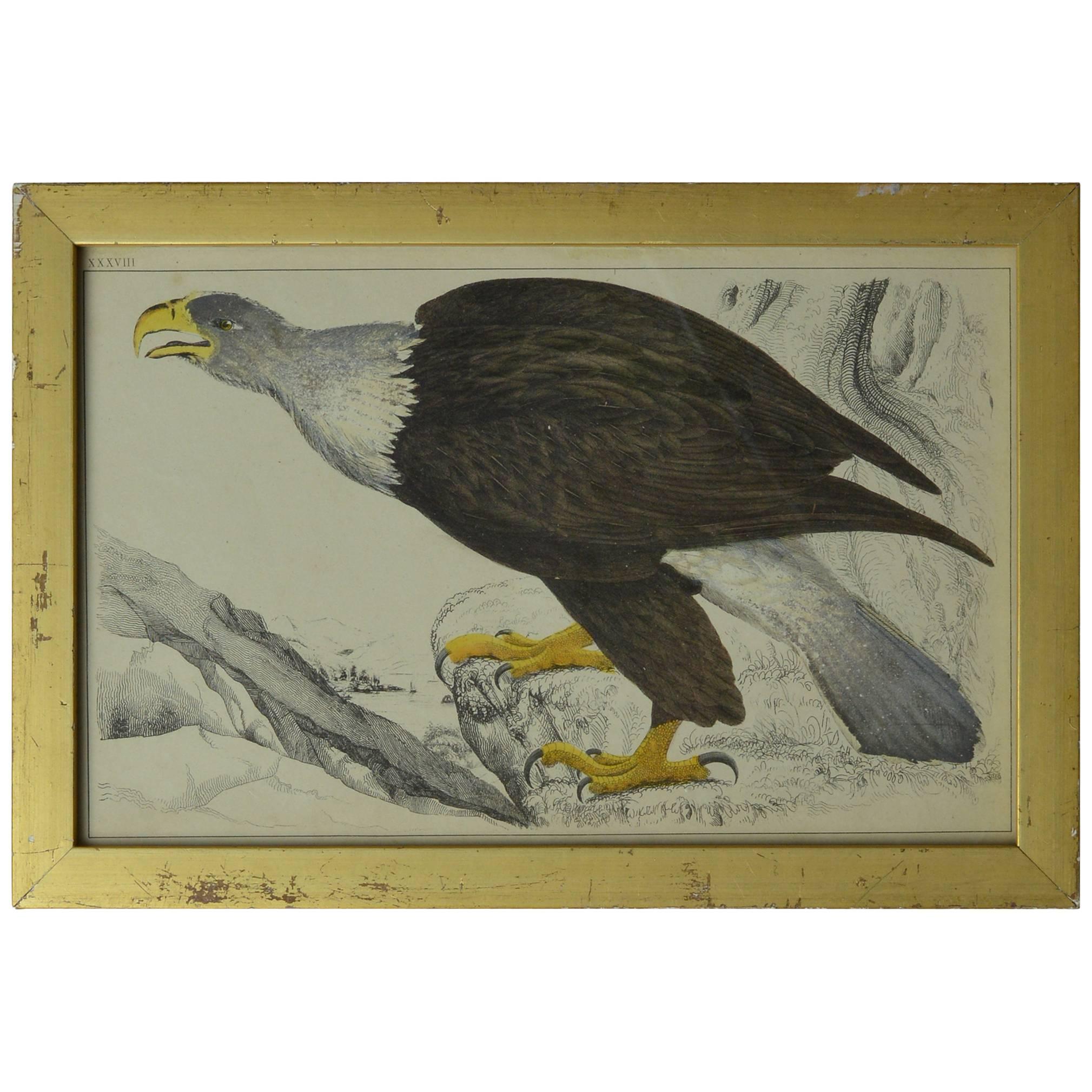 Original Antique Print of an Eagle, 1847