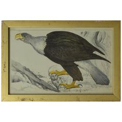 Original Antique Print of an Eagle, 1847