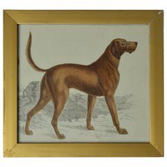 Original Antique Print of an English Sporting Dog, circa 1850