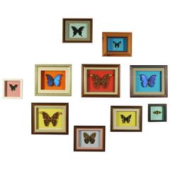 Vintage Collection of Framed Butterflies / Moths