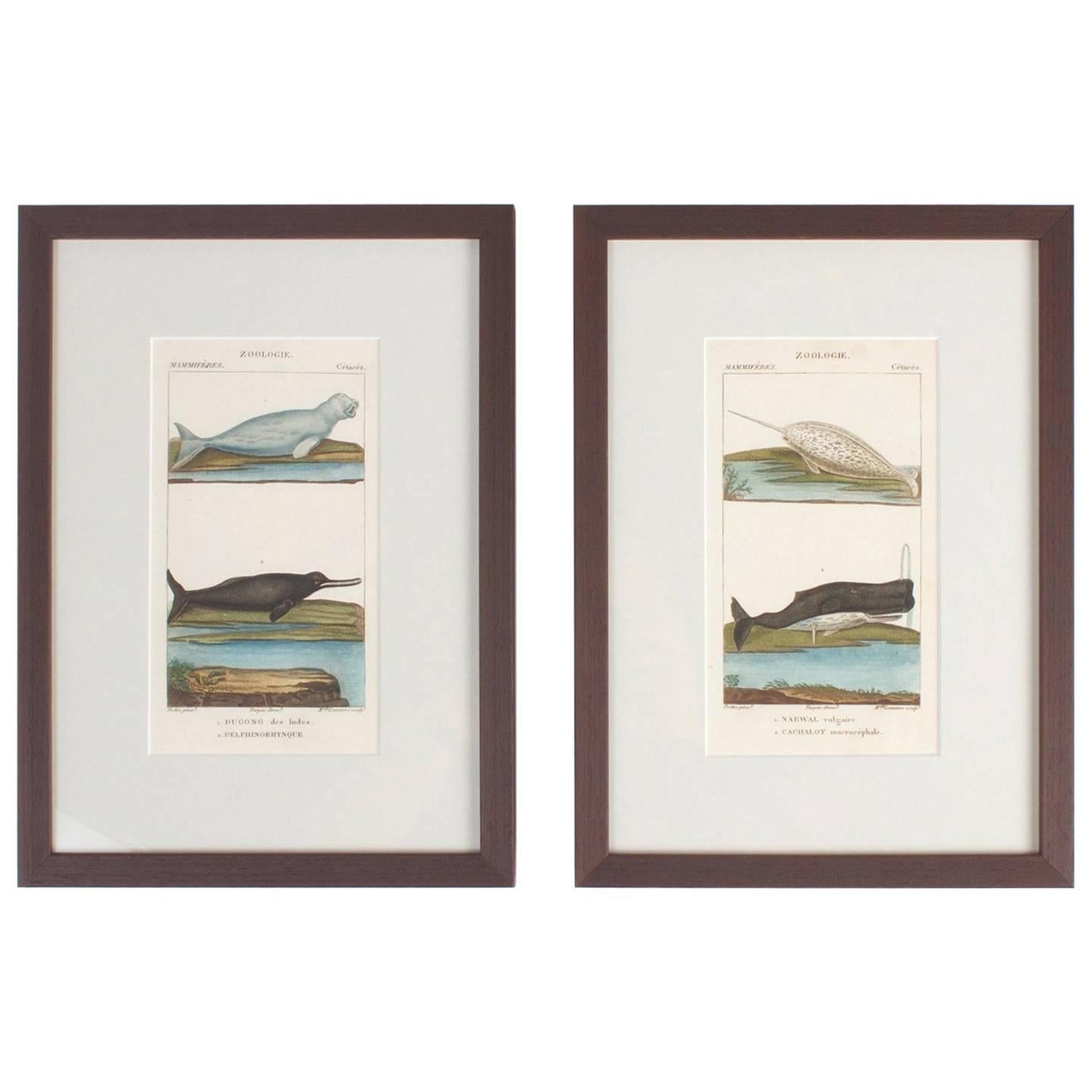 Traditional Pair of Hand Colored Sea Life Engravings
