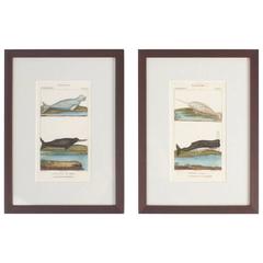 Traditional Pair of Hand Colored Sea Life Engravings 11