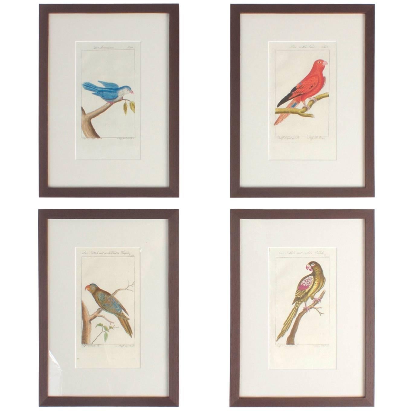 Charming Set of Four Antique Hand-Colored Bird Engravings