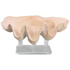 Chic Clam Shell on a Custom Lucite Base 8