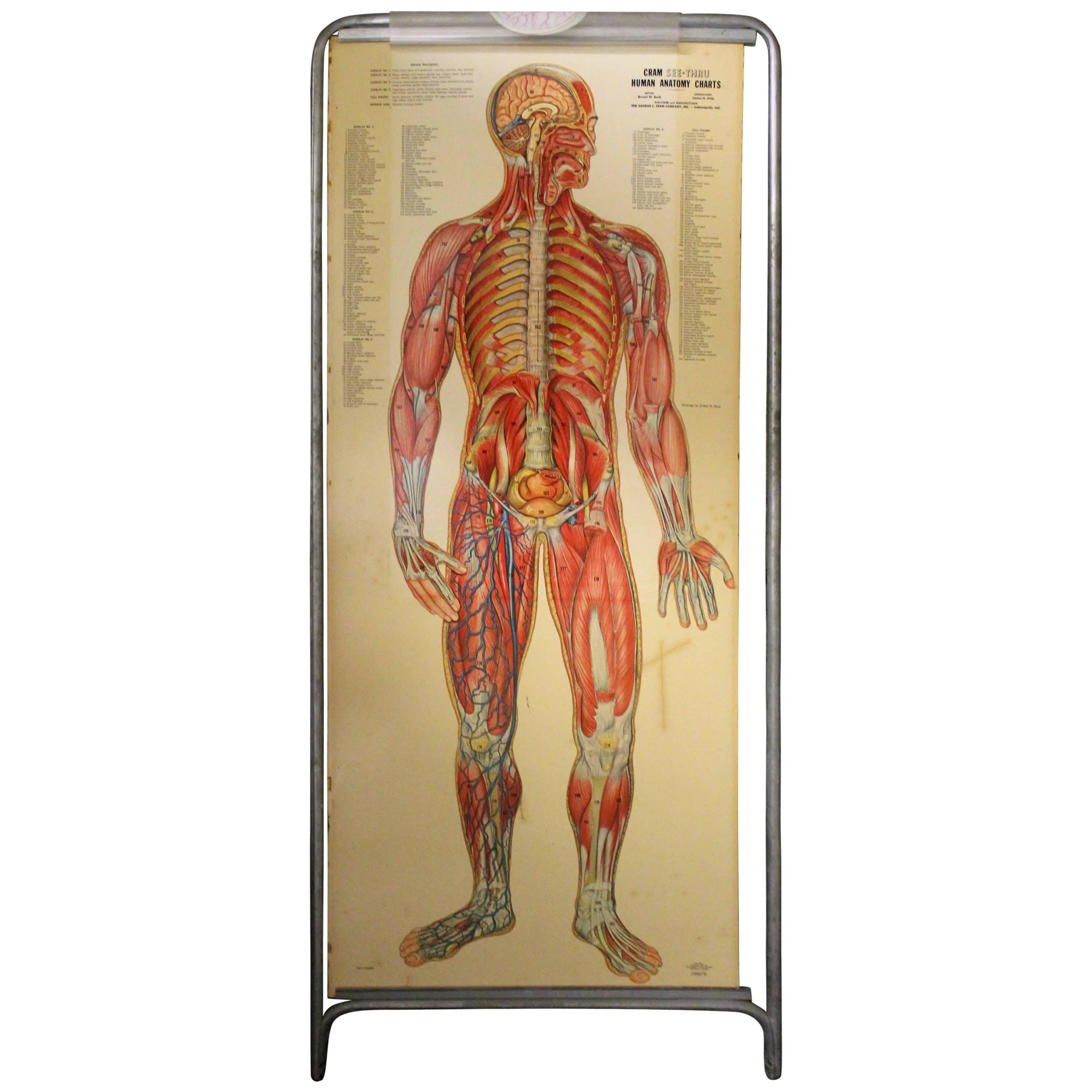 Medizinische Anatomiekarte mit dem Titel „Zinkenmann“ im Angebot