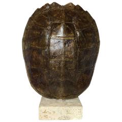 Vintage Turtle Shell