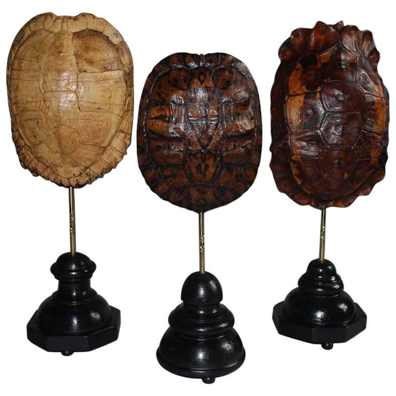 Set of 20th Century Turtle Shells Shields on Stand